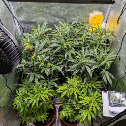Medical Mass CBD growlog timeline photo