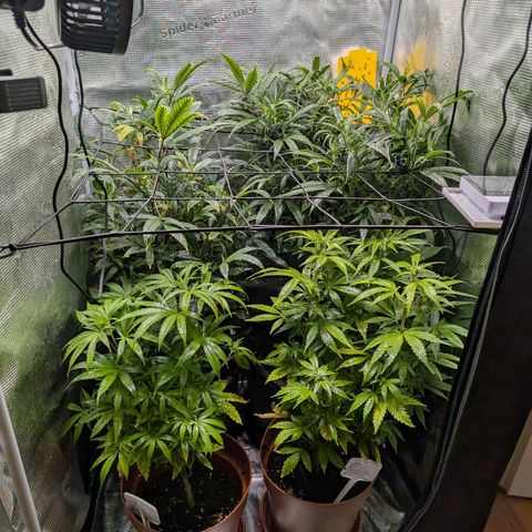 Medical Mass CBD growlog timeline photo