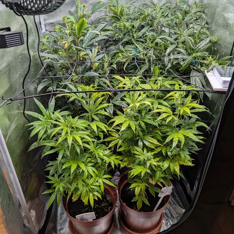 Medical Mass CBD growlog timeline photo