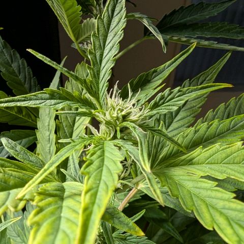 Medical Mass CBD growlog timeline photo