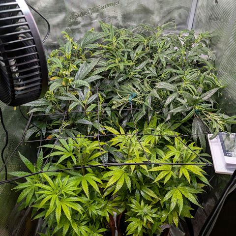 Medical Mass CBD growlog timeline photo