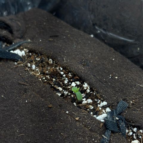 Northen Lights growlog timeline photo