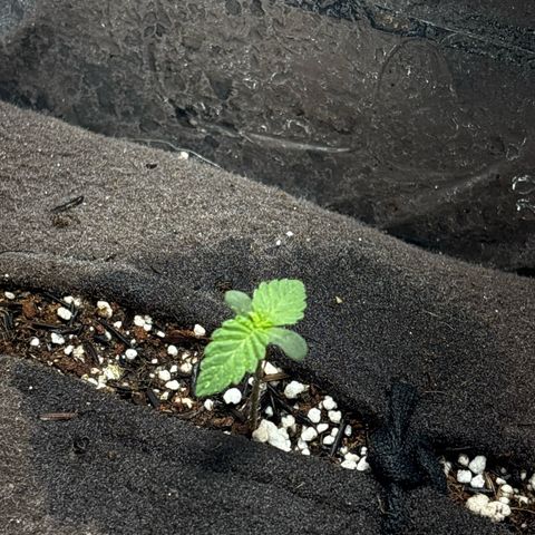 Northen Lights growlog timeline photo