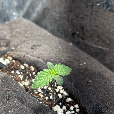 Northen Lights growlog timeline photo