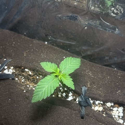Northen Lights growlog timeline photo