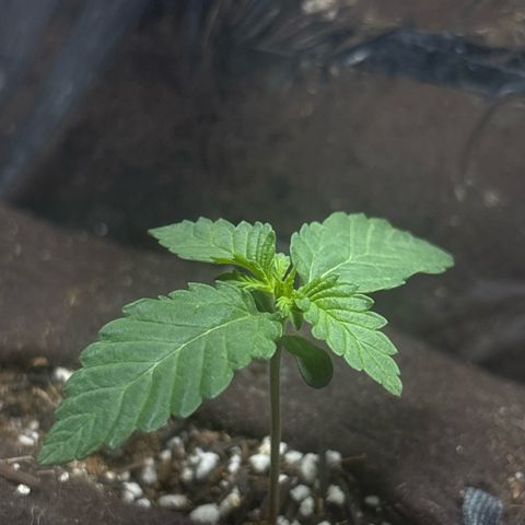 Northen Lights growlog timeline photo