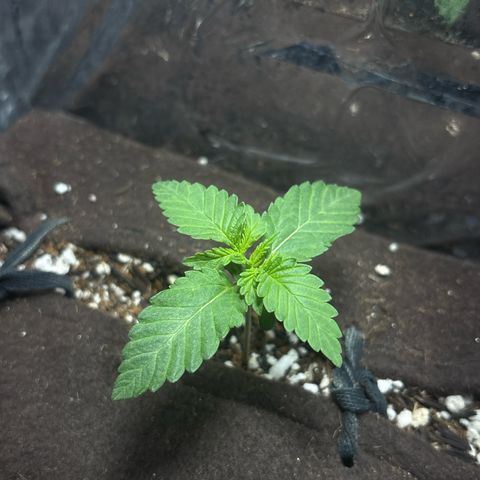 Northen Lights growlog timeline photo