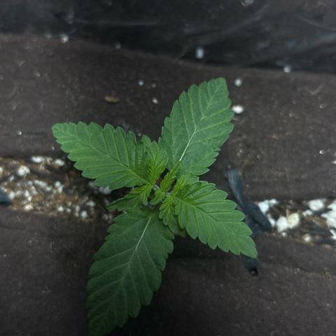 Northen Lights growlog timeline photo