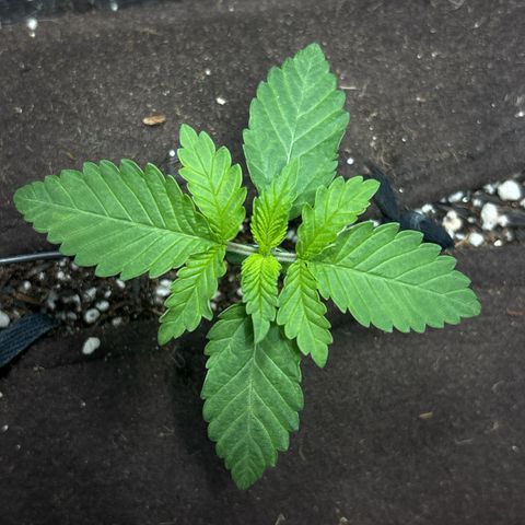 Northen Lights growlog timeline photo