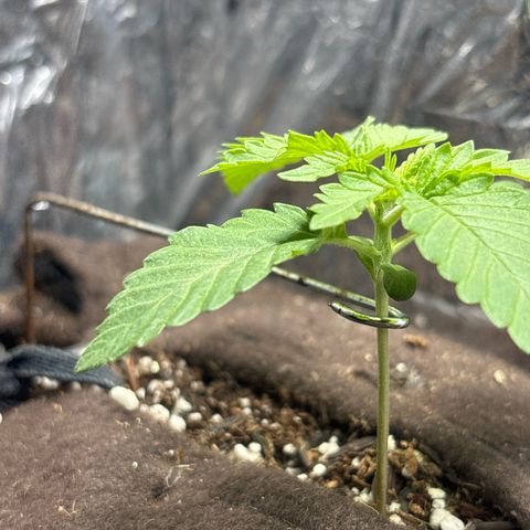 Northen Lights growlog timeline photo