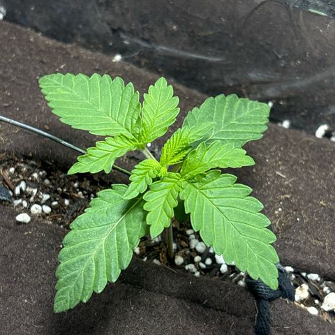 Northen Lights growlog timeline photo