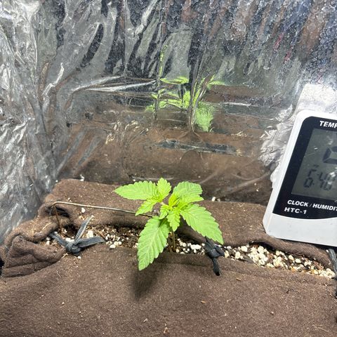 Northen Lights growlog timeline photo