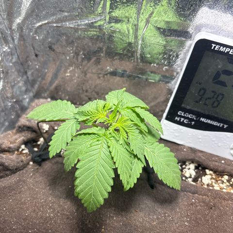 Northen Lights growlog timeline photo