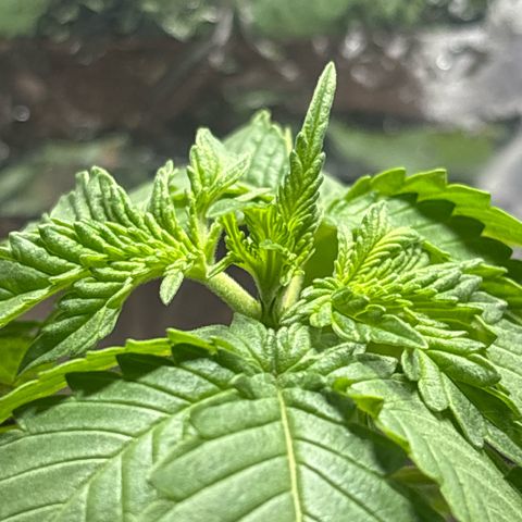 Northen Lights growlog timeline photo