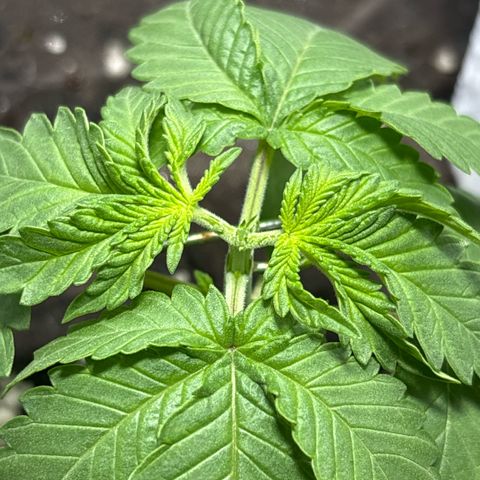 Northen Lights growlog timeline photo
