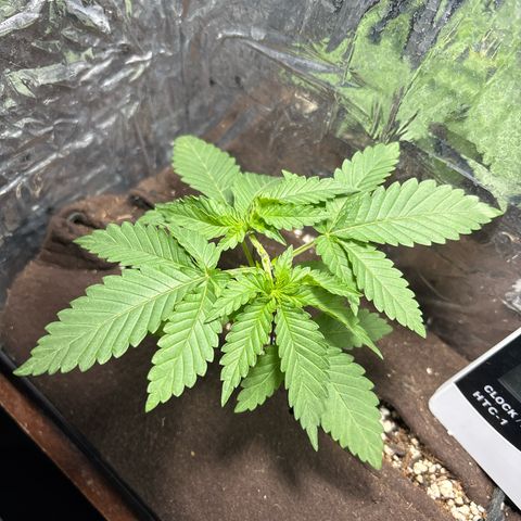 Northen Lights growlog timeline photo