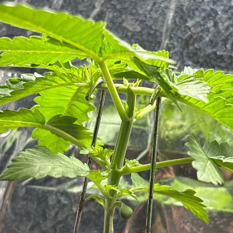 Northen Lights growlog timeline photo