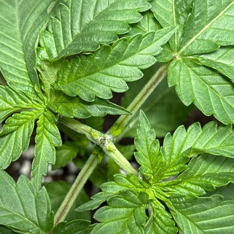 Northen Lights growlog timeline photo