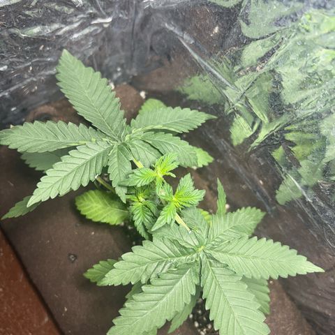 Northen Lights growlog timeline photo