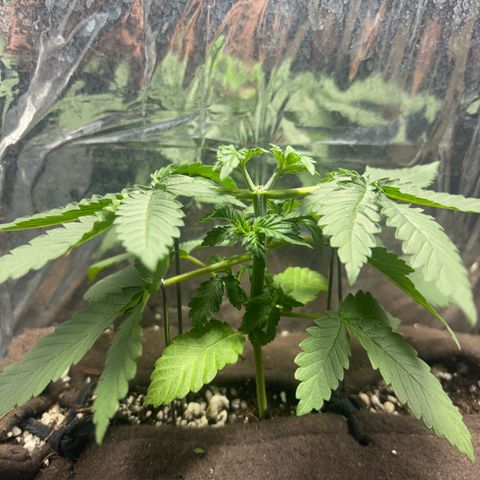 Northen Lights growlog timeline photo