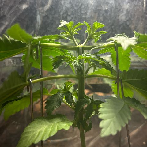 Northen Lights growlog timeline photo