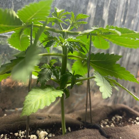 Northen Lights growlog timeline photo