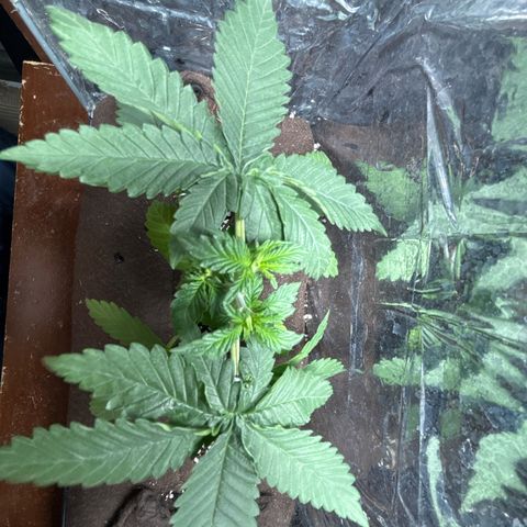 Northen Lights growlog timeline photo