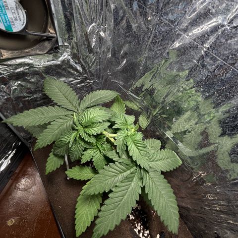 Northen Lights growlog timeline photo