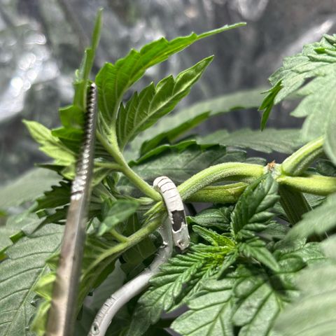 Northen Lights growlog timeline photo