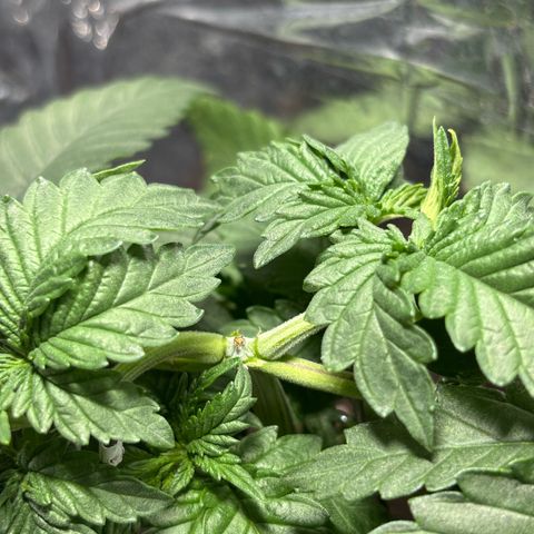 Northen Lights growlog timeline photo