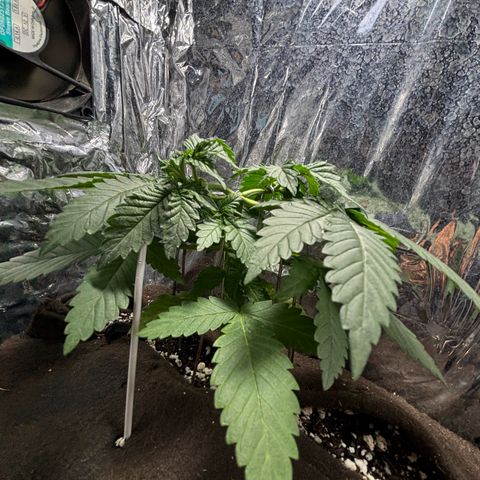 Northen Lights growlog timeline photo