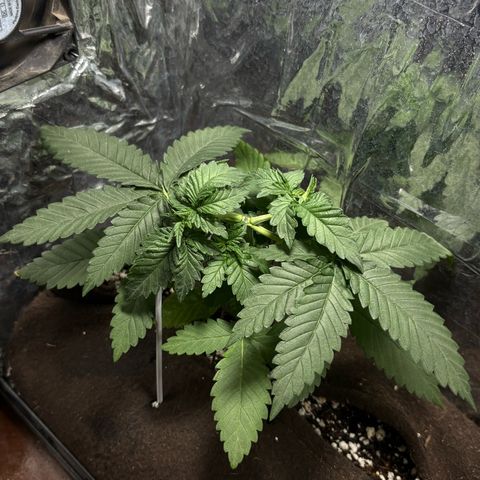 Northen Lights growlog timeline photo