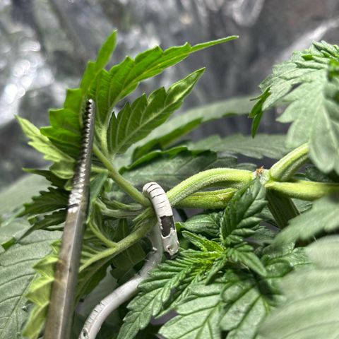 Northen Lights growlog timeline photo