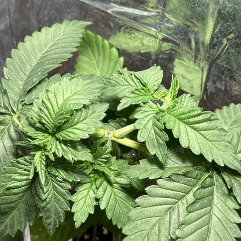 Northen Lights growlog timeline photo