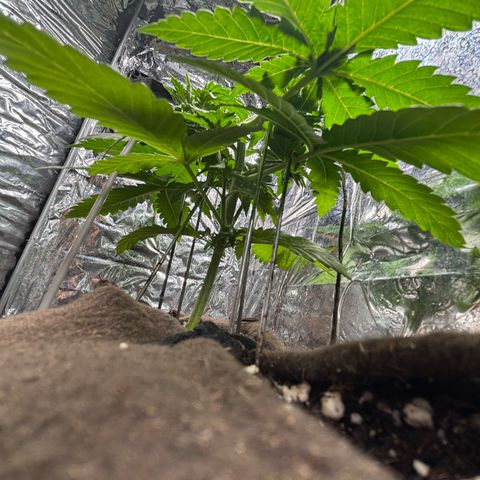 Northen Lights growlog timeline photo