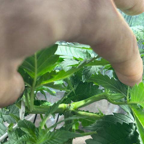 Northen Lights growlog timeline photo