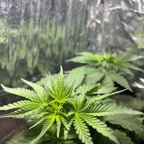 Northen Lights growlog timeline photo