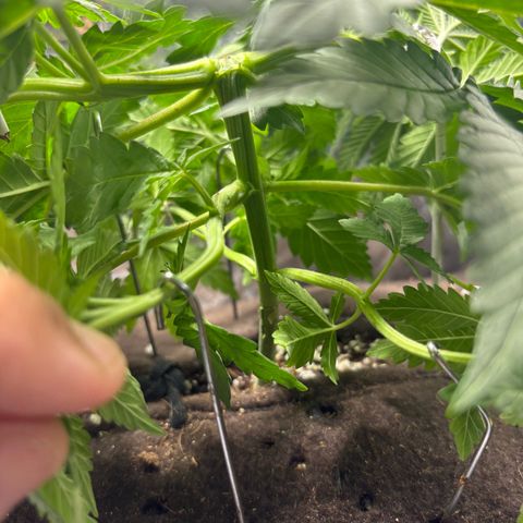 Northen Lights growlog timeline photo