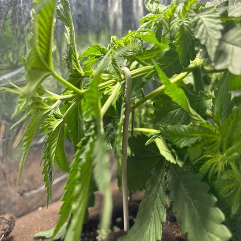 Northen Lights growlog timeline photo