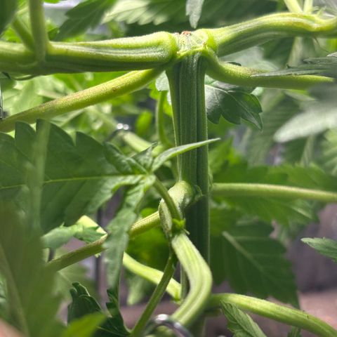 Northen Lights growlog timeline photo