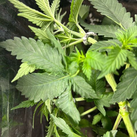 Northen Lights growlog timeline photo