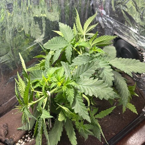 Northen Lights growlog timeline photo