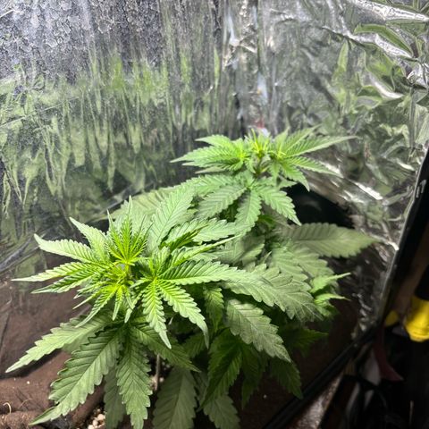 Northen Lights growlog timeline photo