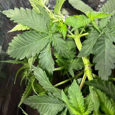 Northen Lights growlog timeline photo