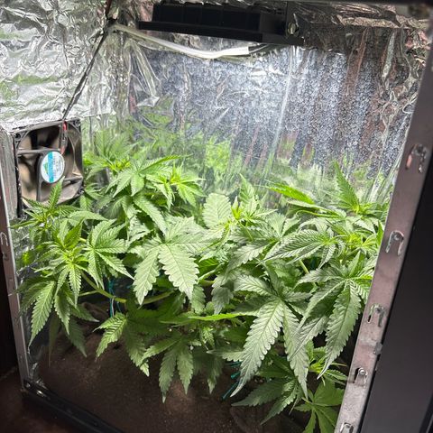 Northen Lights growlog timeline photo