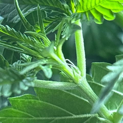 Northen Lights growlog timeline photo