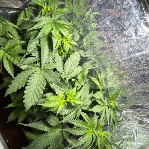 Northen Lights growlog timeline photo