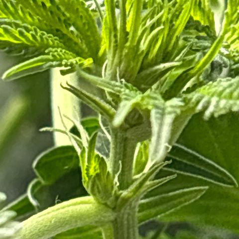 Northen Lights growlog timeline photo