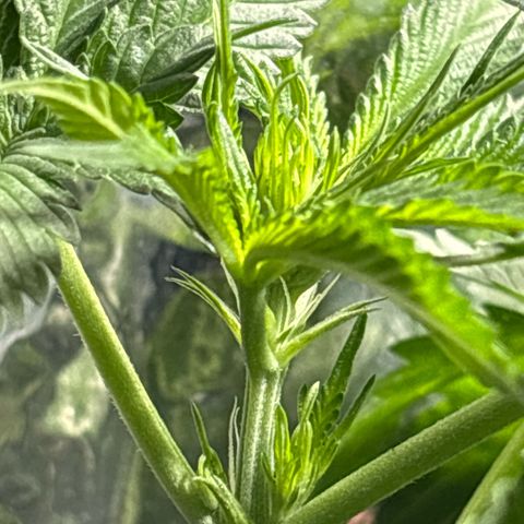 Northen Lights growlog timeline photo