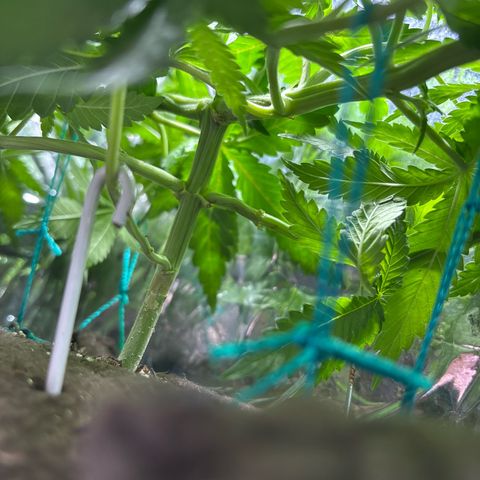 Northen Lights growlog timeline photo